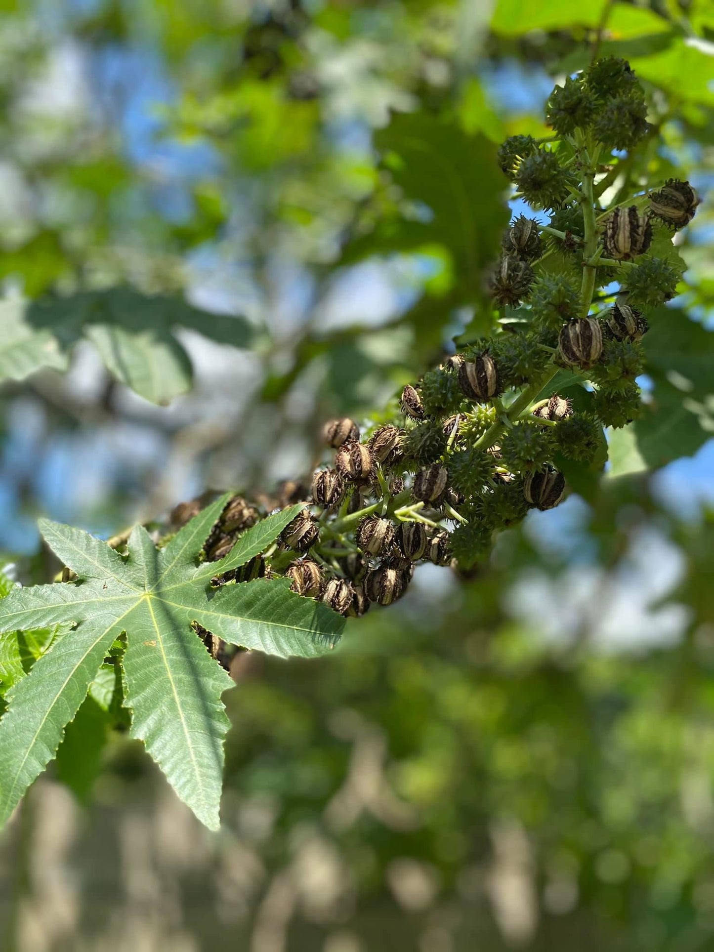 JAMAICAN BLACK CASTOR OIL
